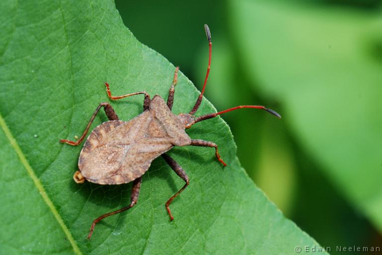 ENE-20090528-0110.jpg - [nl] Zuringwants of fluweelbruine randwants ( Coreus marginatus )[en] Dock Bug ( Coreus marginatus )